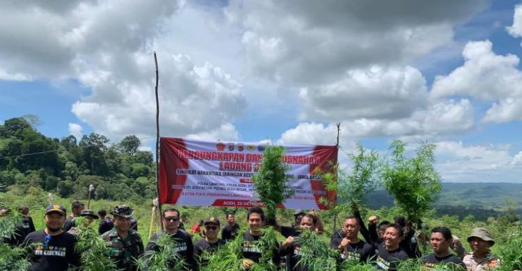 Polda Lampung Musnahkan 2 Hektar Kebun Ganja Di Kabupaten Aceh Besar