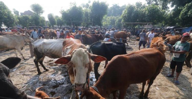 Cegah Penularan Penyakit Mulut Dan Kuku DKI Larang Jualan Hewan Kurban