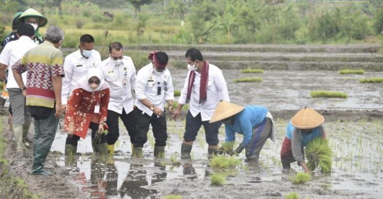 Strategi Kementan Tingkatkan Produksi Lewat Budidaya Padi Ramah Lingkungan