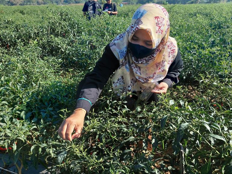 Kementan Gandeng Petani Champion Guyur Pasokan Cabai Ke Pasaran