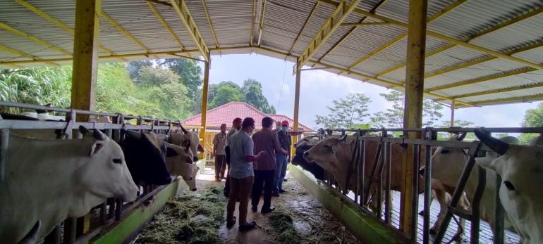 Kementan Terus Berupaya Kembangkan Sapi Galician Blonde