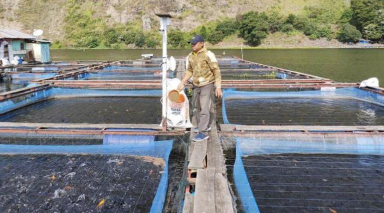 Top Ikan Nila Dari Danau Toba Laku Keras Di Pasar Ekspor