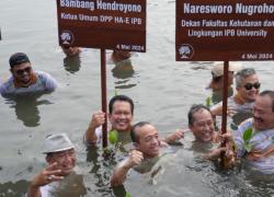 Bareng Rimbawan IPB, Bambang Nyemplung Tanam Bibit Mangrove Di TWA Angke Kapuk