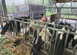 BRI Peduli Genjot Peternak Sapi Perah di Malang Lewat Program Klaster Unggulan