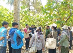 Jaga Produksi Durian Sulteng Mentan Turunkan Tim Ahli Tangani Penyakit Bangkalan