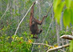 Karhutla Ancam Orangutan, Kemenhut Siagakan Call Center 24 Jam