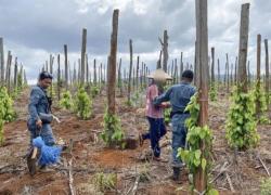 Kemenhut Bongkar Modus Jual Beli Kawasan Hutan Lindung Luwu Timur, 3 Ditangkap