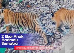 Kemenhut Deteksi Anak Harimau Sumatera Tumbuh Sehat di Kerinci