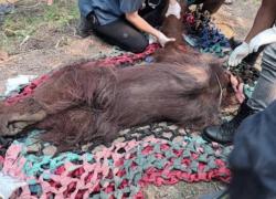 Kemenhut Evakuasi Orangutan Lemas Di Ketapang, Diduga Terdampak Asap