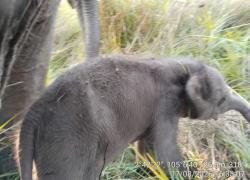 Kemenhut: Kado HUT Ke-81 RI, Anak Gajah Jantan Lahir di PKG Padang Sugihan