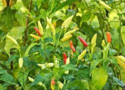Kementan Imbau Petani Tak Pakai Paracetamol Untuk Tanaman Cabe