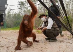 Lindungi Orangutan dari Asap Karhutla, Menhut Siapkan Dukungan Medis