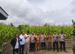 Panen Raya Kian Dekat, Kapolres Karawang Cek Jagung Hibrida