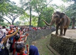 Pasca Kenaikan Tarif Tiket Ragunan Direstui Dewan Fasilitas Harus Dipermak, Dokter Hewan Ditambah