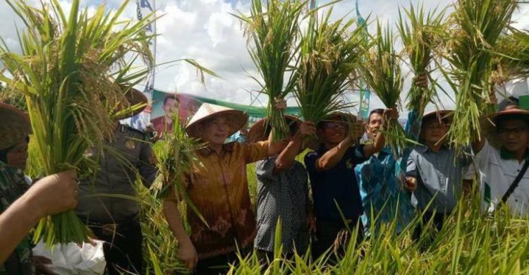 Kurangi Ketergantungan Impor Pemerintah Lakukan Hilirisasi di Sektor Pertanian Kurangi Ketergantungan Impor Pemerintah Lakukan Hilirisasi di Sektor Pertanian