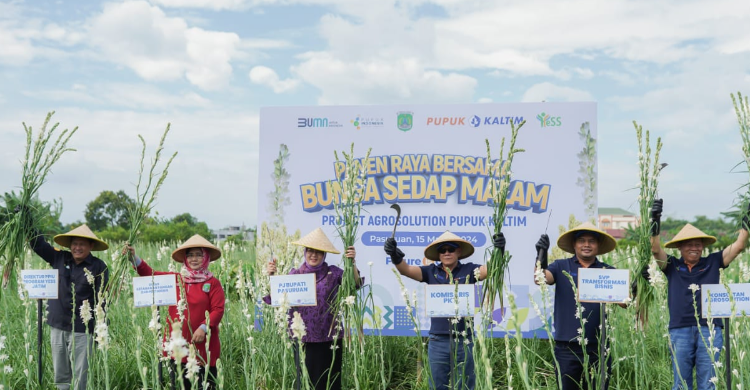 Genjot Produktivitas Petani, Pupuk Kaltim Gelar Panen Raya Sedap Malam Di