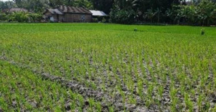 Kekeringan Panjang Bikin Merana Di Bekasi, Petani Gagal Panen