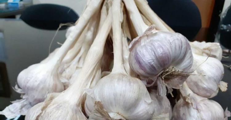 Kementan Dorong Bawang Putih Lokal Masuk Pasar Konsumsi