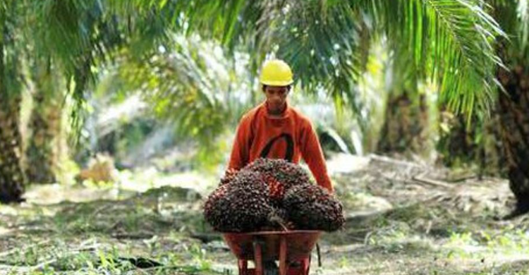 Tertekan Pandemi Covid-19 Petani Sawit Minta Bea Keluar Dinolkan