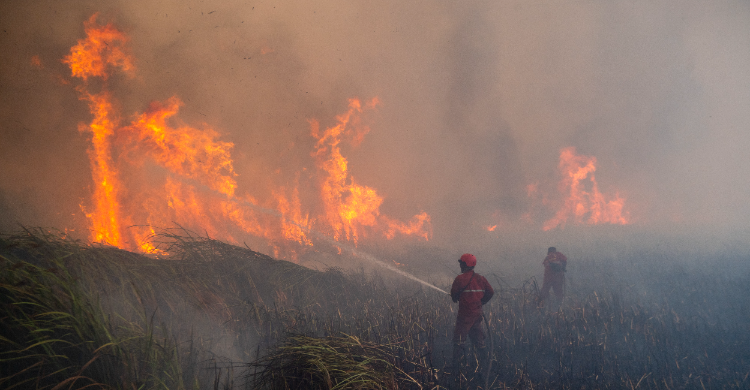 Update Karhutla: Riau Nol Hotspot, Kalsel Dan Sumsel Belum Padam