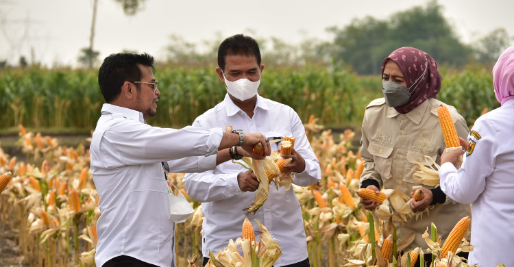 Budidaya Jagung Hibrida, Bisnis Menggiurkan Tingkatkan Kesejahteraan Petani