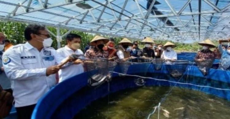 Dukung Budidaya Perikanan, KKP Kembangkan Kampung Lele Di Prabumulih ...