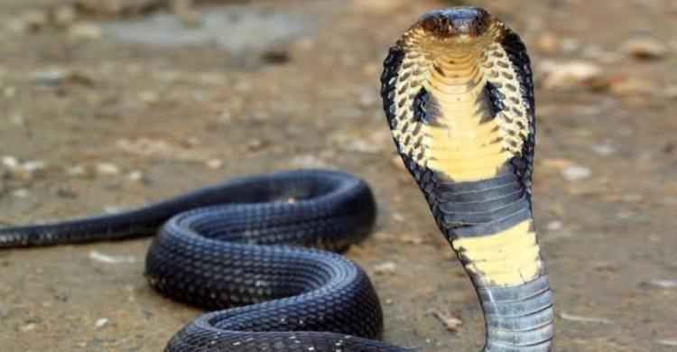 Apa Yang Berlaku Dalam Eksperimen Ular Hitam