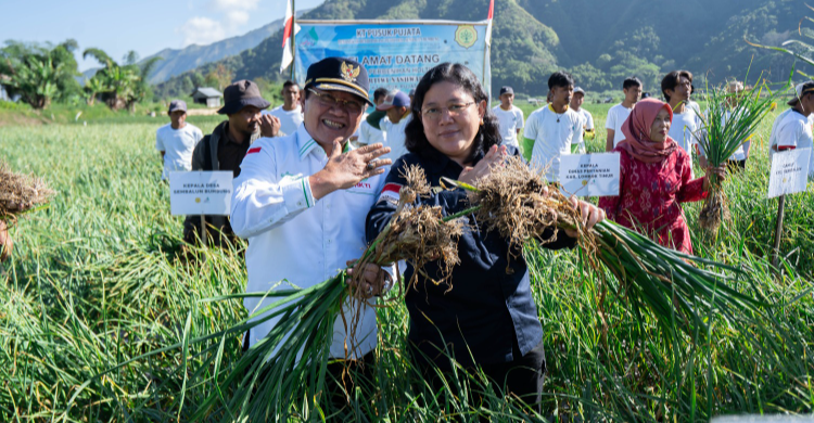 Kementan Tingkatkan Penyediaan Benih Bawang Putih Di Sembalun