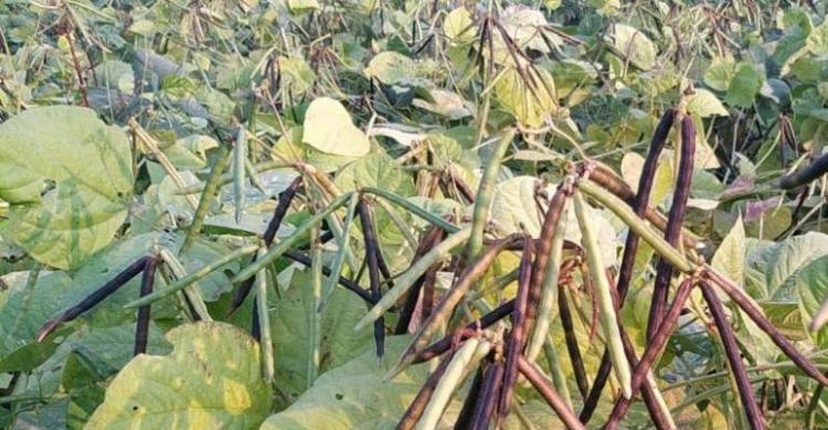 Keuntungan Tanam Kacang Hijau Menggiurkan