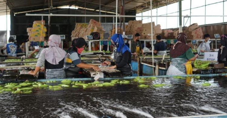 Pentingnya Petani Kuasai Teknologi Pasca Panen