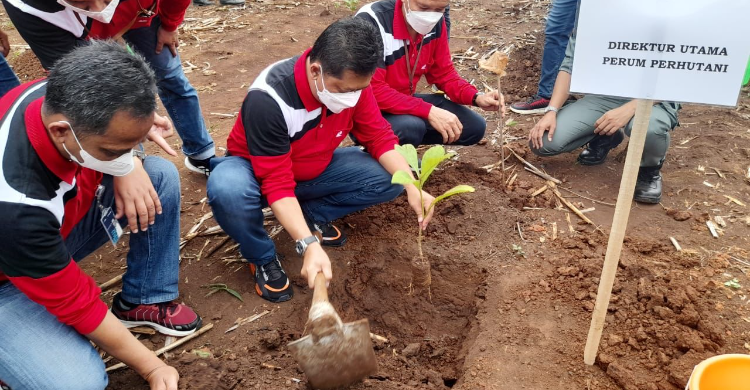 Perhutani Groundbreaking Penanaman 50,9 Juta Pohon Di Jateng