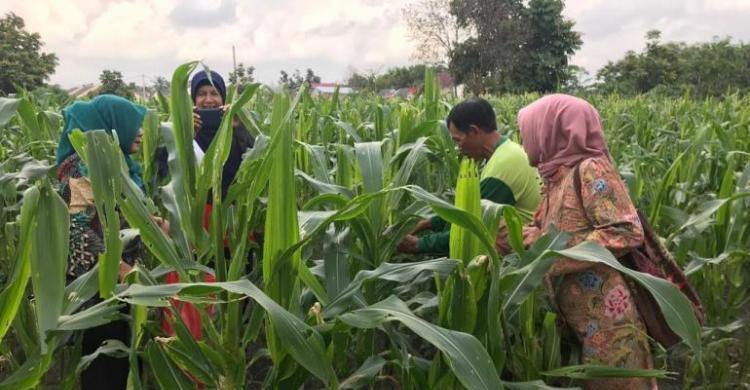 Petani Sayuran Riau  Hasilkan Produk Berkualitas Ramah 