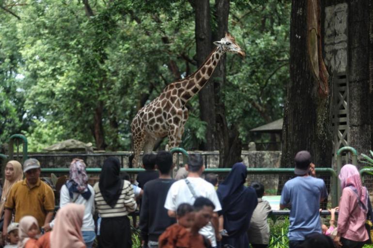 Buka Malam, Taman Margasatwa Ragunan Persembahkan “Malam di Taman Margasatwa Ragunan”