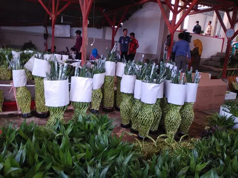  Ekspor Bambu  Hoki Bikin Petani Untung