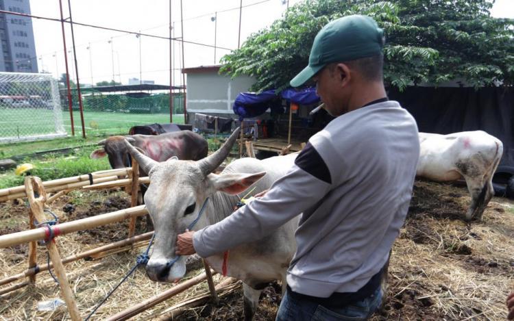 Ini Tata Cara Dan Doa Menyembelih Hewan Kurban Untuk Diri Sendiri Dan Orang Lain