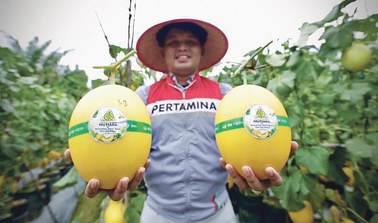 Pertamina Bangkitkan Petani Melon Korban Bencana Banjir