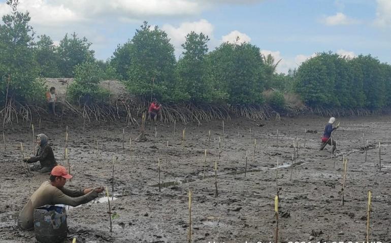 Tahun Ini BRGM Targetkan Restorasi Mangrove 43 Ribu Hektare