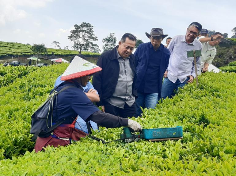 Tinjauan Kebun Rancabali, Dekom PTPN III Mengutamakan Produktivitas dan Teknologi