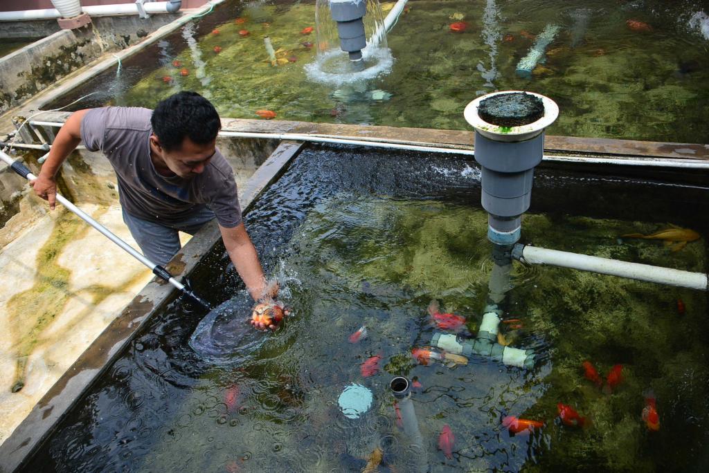 Budidaya Ikan Mas Koki