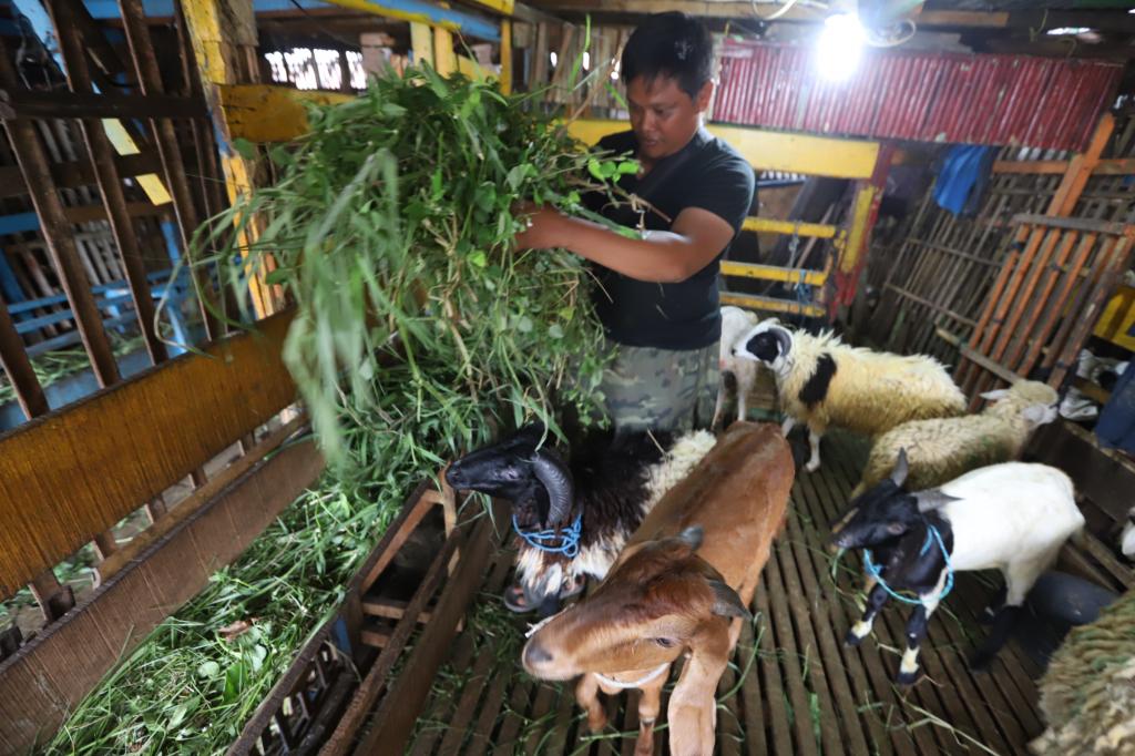 Harga Penjual Hewan Kurban Naik Menjelang Hari Raya Idul Adha