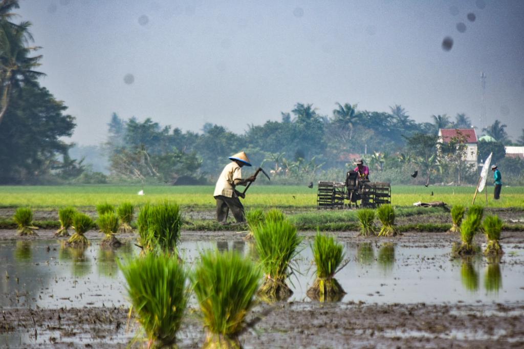 Pemerintah Fokus Menjaga Swasembada Pangan di Tengah Dinamika Demonstrasi