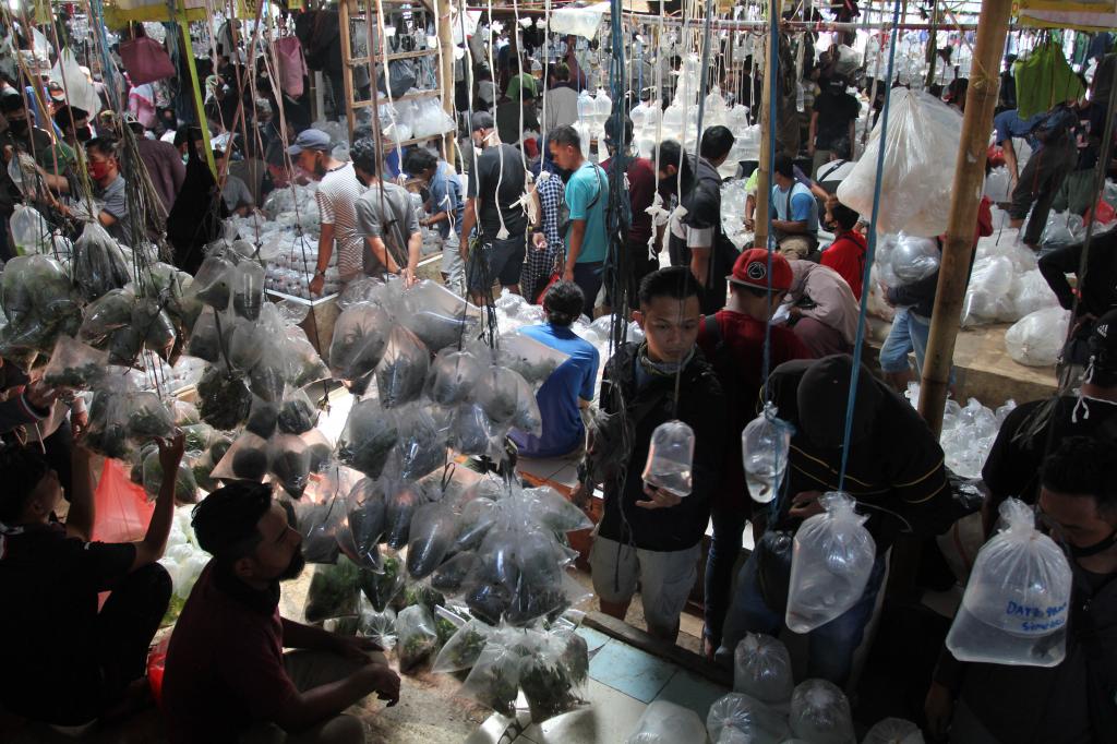 Pasar Ikan Parung