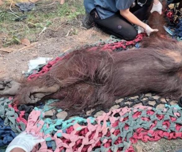 Kemenhut Evakuasi Orangutan Lemas Di Ketapang, Diduga Terdampak Asap